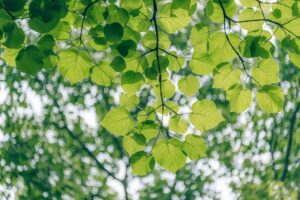 green leaf tree
